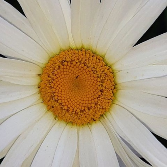 Meet your Posher, Kim - Picture 1 of 1